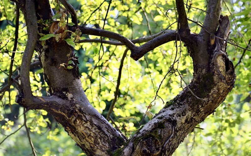 A_AMilne's tweet photo. "Hills and valleys are unchanging: the lane still follows the ancient track that men have walked for a thousand years. And each year the seasons return. We may lose faith in mankind but we can never lose faith in the opening bud or the falling leaf." ~C.R.Milne #TuesdayThoughts https://t.co/Dn0jE9UzDD