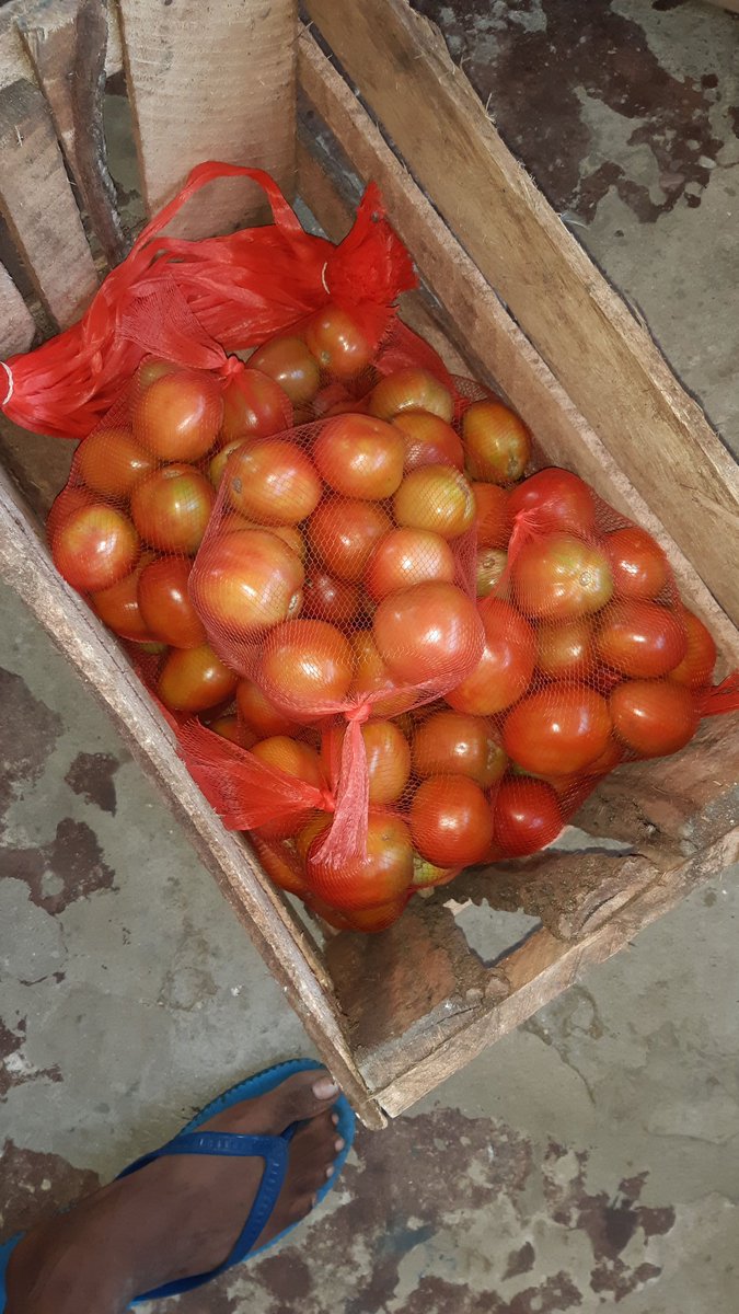 Btw whoever is in kilfi and would like to buy tomatoes....contact me🥺🥺

We sell in 1kg bag at Ksh.70
And a crate at 2200

Retweet....😁