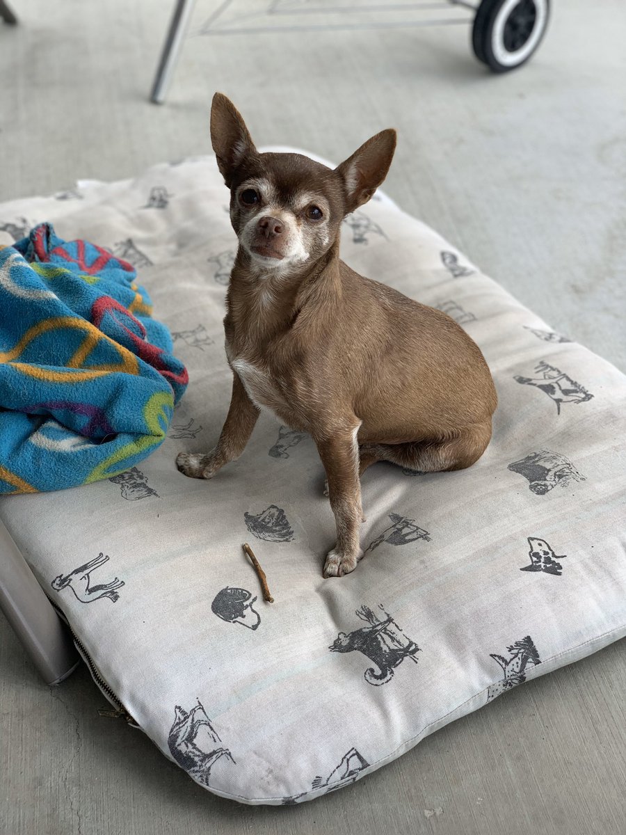 Vivaajaz's tweet photo. My dog Chispita got out around an hour ago on Via Chiquita if you have info please dm me shes my baby 😭 https://t.co/NnFNBApulZ