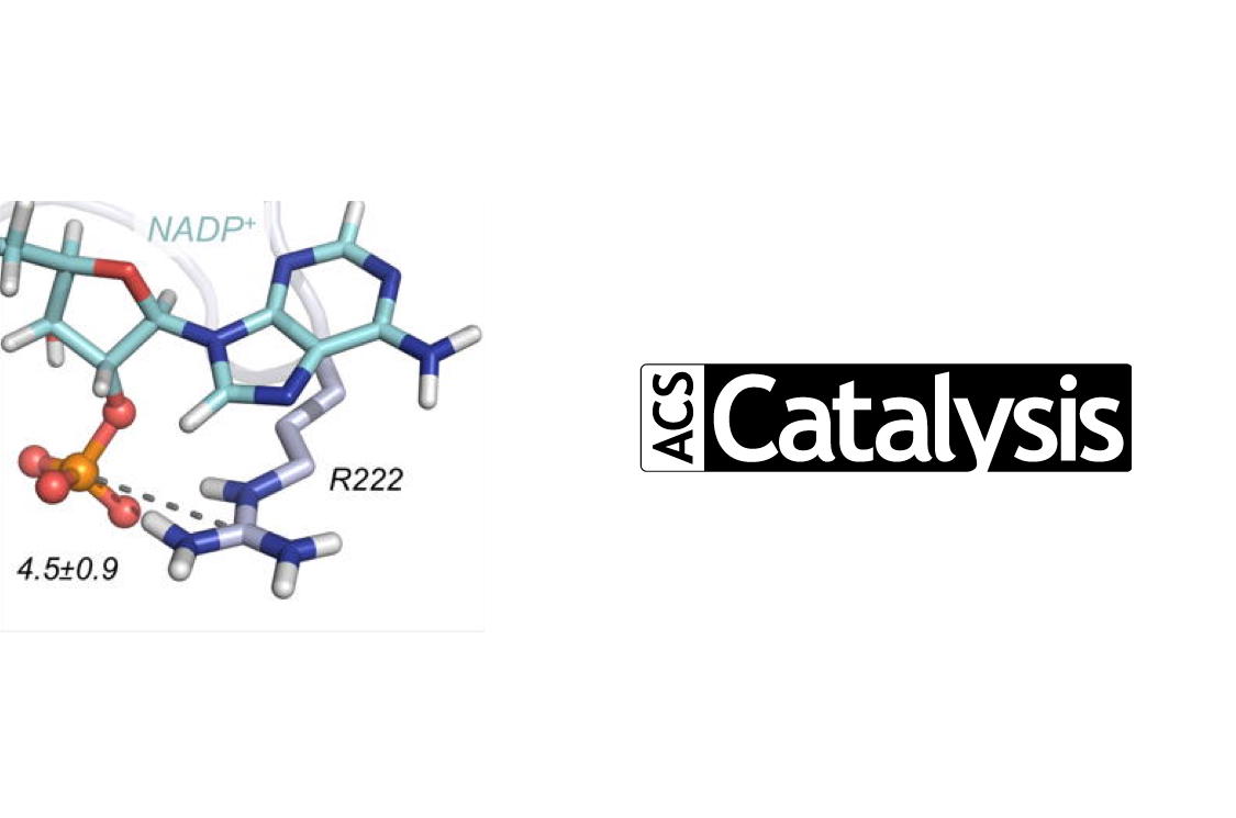 IQCC UdG (@iqccudg) on Twitter photo In vivo selection for formate dehydrogenases with high efficiency and specificity towards NADP+ by <a href="/ccalvotusell/">Carla Calvó-Tusell</a>, <a href="/silviaosu/">Silvia Osuna</a>, <a href="/MarcGBQ/">Marc Garcia-Borràs</a> and co-workers in <a href="/ACSCatalysis/">ACS Catalysis</a>
iqcc.udg.edu/wordpress/2020… In vivo selection for formate dehydrogenases with high efficiency and specificity towards NADP+ by <a href="/ccalvotusell/">Carla Calvó-Tusell</a>, <a href="/silviaosu/">Silvia Osuna</a>, <a href="/MarcGBQ/">Marc Garcia-Borràs</a> and co-workers in <a href="/ACSCatalysis/">ACS Catalysis</a>
iqcc.udg.edu/wordpress/2020…