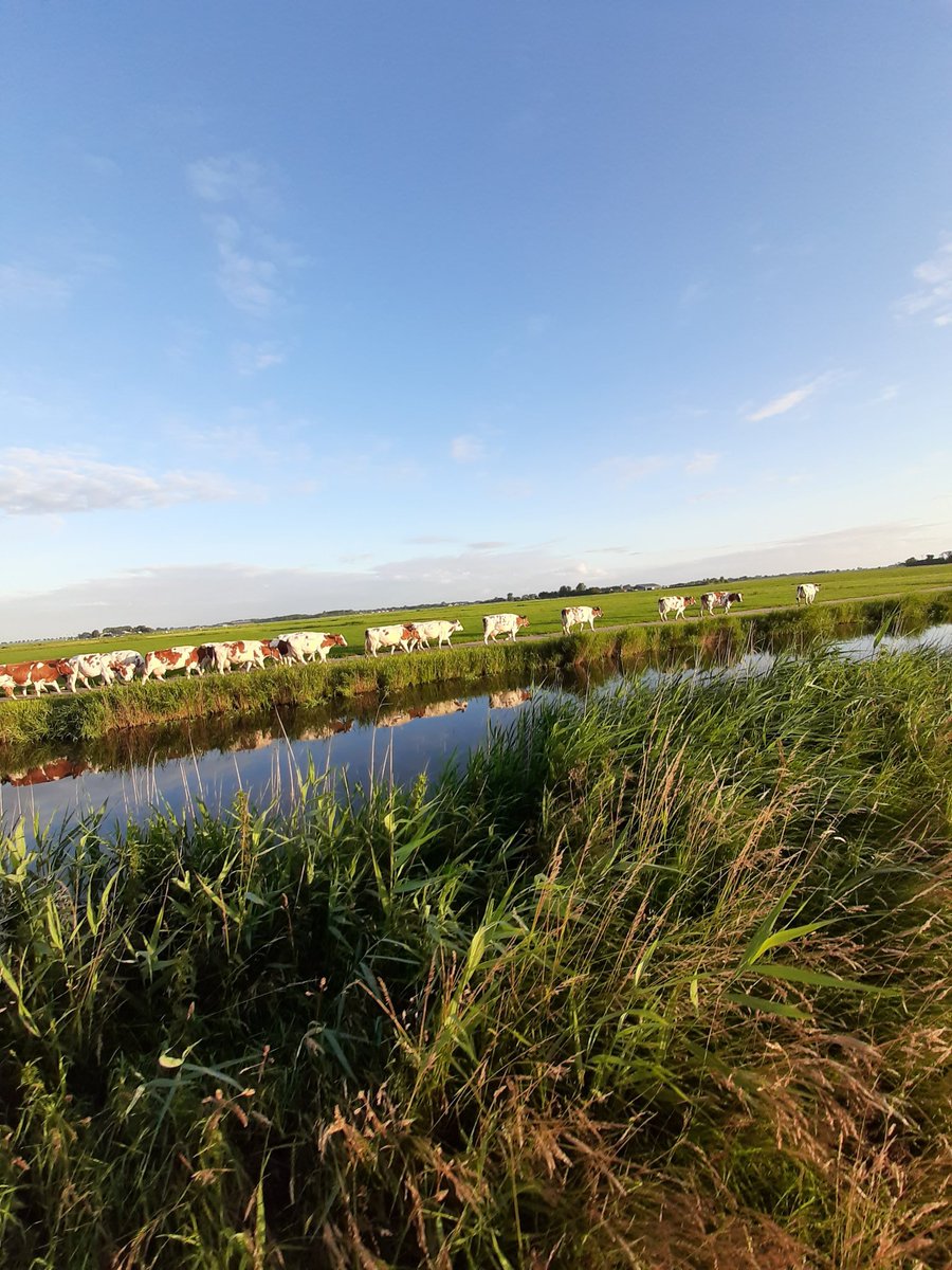 corhpol's tweet photo. Hij was er vanmorgen nog, #dezon. Met veel plezier vanmorgen weer 10,5 km. gewandeld. @HetHogeland is en blijft prachtig. #winsumermeeden #oudeae #halfwegen #potmaar #winsum #groningen #netherlands #wandelen #walking #sunrise #blijffit https://t.co/fw5AA99hCf