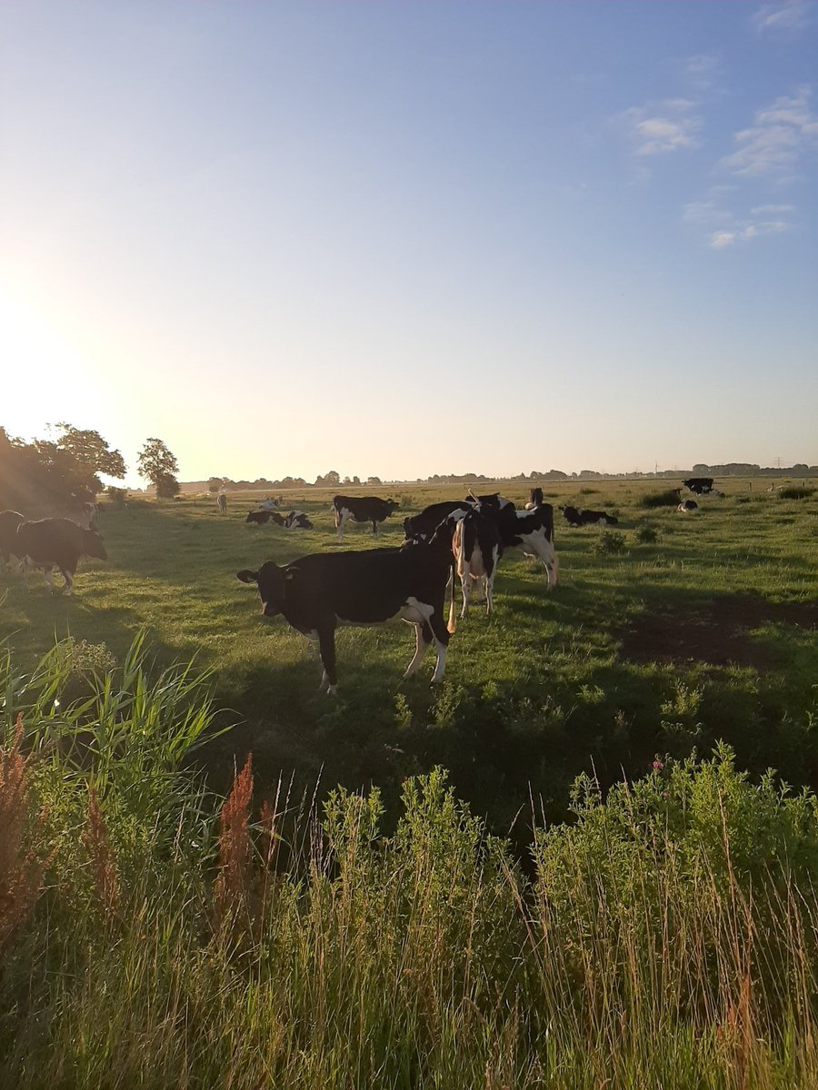 corhpol's tweet photo. Hij was er vanmorgen nog, #dezon. Met veel plezier vanmorgen weer 10,5 km. gewandeld. @HetHogeland is en blijft prachtig. #winsumermeeden #oudeae #halfwegen #potmaar #winsum #groningen #netherlands #wandelen #walking #sunrise #blijffit https://t.co/fw5AA99hCf