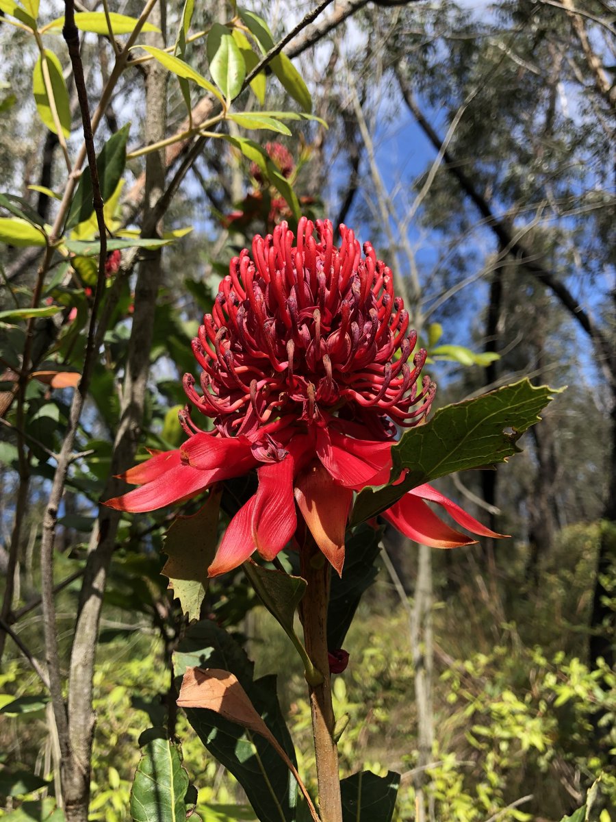 UNSWScience's tweet photo. In a world-first, researchers from Australia and Mexico have revealed a complete angiosperm ‘time-tree’, showing the evolution of flowering plants in @NatureEcoEvo. 🌸🌼🌺🌻 

More: https://t.co/vno6Pgr32G https://t.co/7gbJRGwB0n
