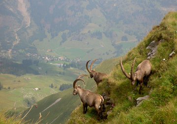 streumeyer's tweet image. Geheimtipp! Der #Steinbock-Trek #BrienzerRothorn! 
Die 2-tägige Gratwanderung mit einem grandiosen Panorama &amp;amp; sagenhaften tierischen Begegnungen!  Berghaus-Übernachtung In der UNESCO_ch
 - Biosphäre Entlebuch!
#wirbrauchenschweiz
ilovelucerne 
…