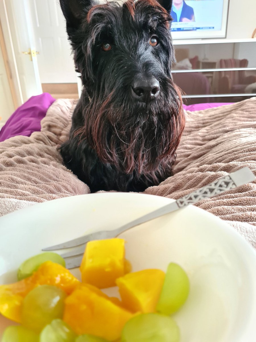 quirkyantiques's tweet photo. Look into my eyes and hand over the mango! #mangowatch https://t.co/MFVAzlL8RD