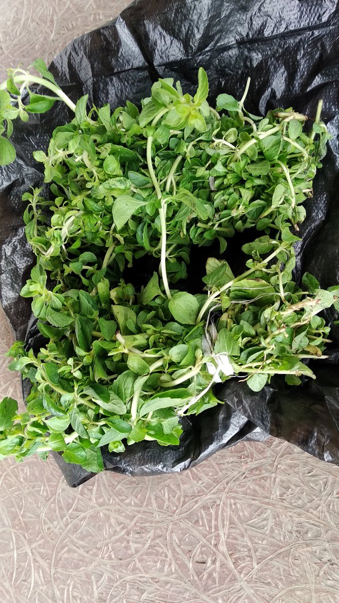 Siontak ボルニシ拾遺余話 小さな市場ではフレッシュなომბალოオムバロが売られていた 英語名ペニーロイヤルミント 日本ではノミ カメムシ避けで食用ではない注意されるほどだが グルジアではナショナルソースともいえるケマリをつくるのに不可欠