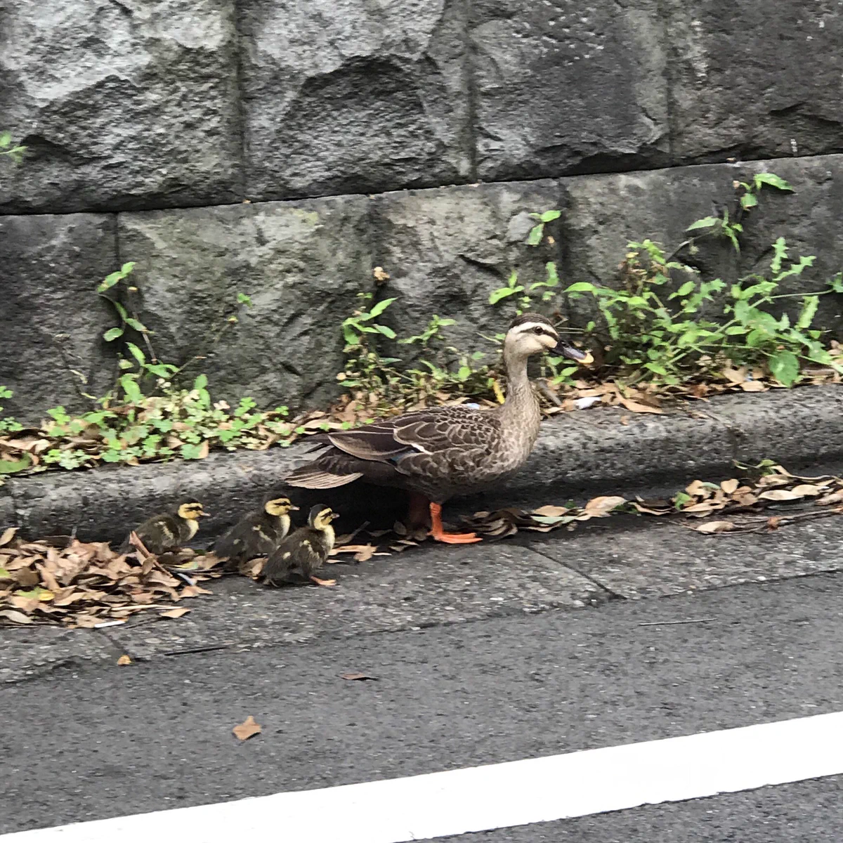 千駄ヶ谷の駅近くで、カルガモの親子のお引越しに、お巡りさんが護衛。