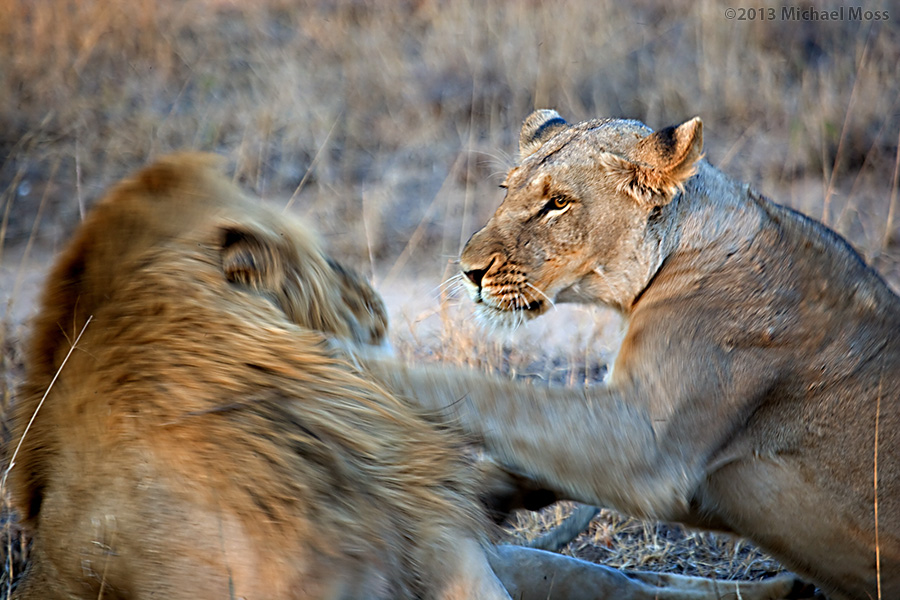 mytmoss's tweet photo. This is a more typical reaction of a lioness to a male after mating. A good swat ! https://t.co/M2gft6sywG