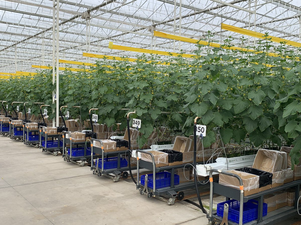 hydroponicwade's tweet photo. The #F1 season has finally resumed &amp; so too has harvest of our newly planted #Qukes crop. All our harvest trolleys are on the #grid waiting for their #proharvesters &amp; the #green light for go... #FamilyFreshFarms #nutritious &amp; #delicious https://t.co/RnDg1Icjny