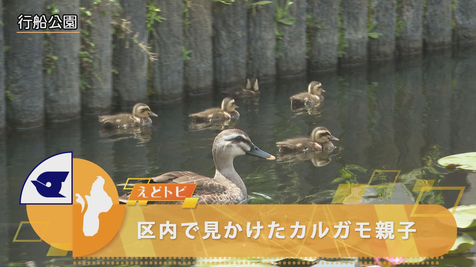 تويتر 東京都江戸川区 على تويتر 区内で見かけたカルガモ親子 毎年この時期に江戸川区に訪れる野生のカルガモ親子の様子をご紹介します 子ガモの泳ぎを心配そうに見つめる親ガモ かわいいカルガモ親子の様子をご覧ください 江戸川区 えどがわ区民ニュース