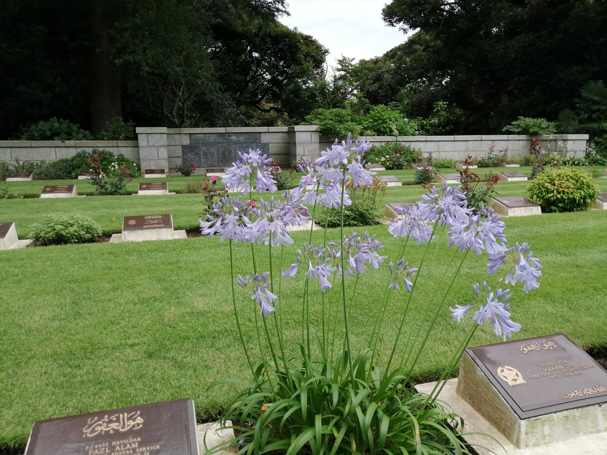DCn7DAY7vU2ANgq's tweet photo. バラは終わりましたが、他の花も咲き始めています。
#横浜 #yokohama #CWGC 
#YokohamaWarCemetery 
#英連邦戦死者墓地  #保土ヶ谷　#花 #アガパンサス #ギボウシ #コレオプシス https://t.co/vfewTOYjzV