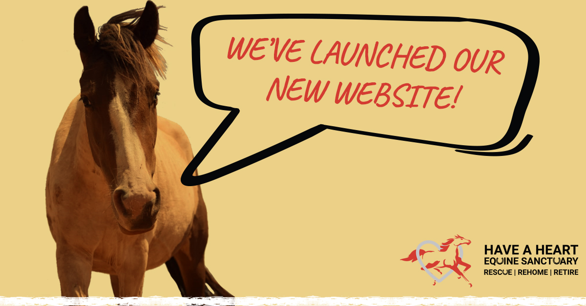 HaveEquine tweet picture
