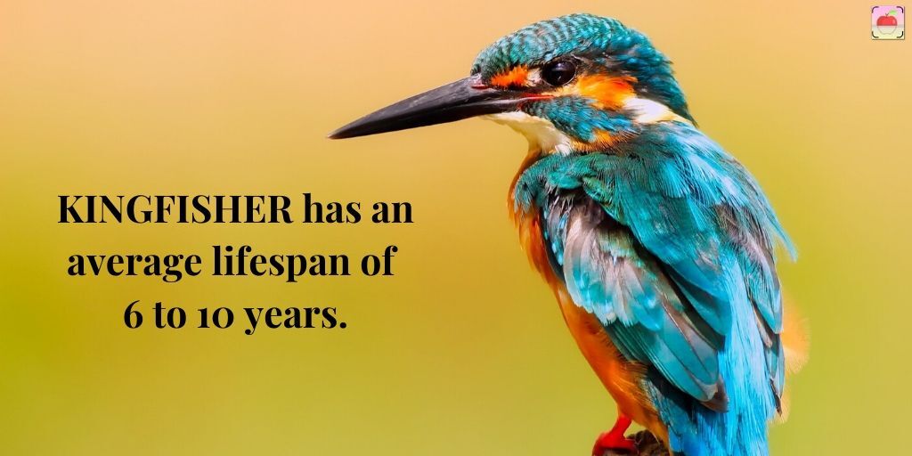 scan_learn's tweet photo. A female kingfisher is more colorful than the male one and there is a lot more about the bird. They do not sing instead produces dry and loud screeching noises.

#childreneducation #childfriendly #kingfisher #birds #children #childcare #child #childdevelopment #kingfisherfunfact https://t.co/iT33Kjt7bI