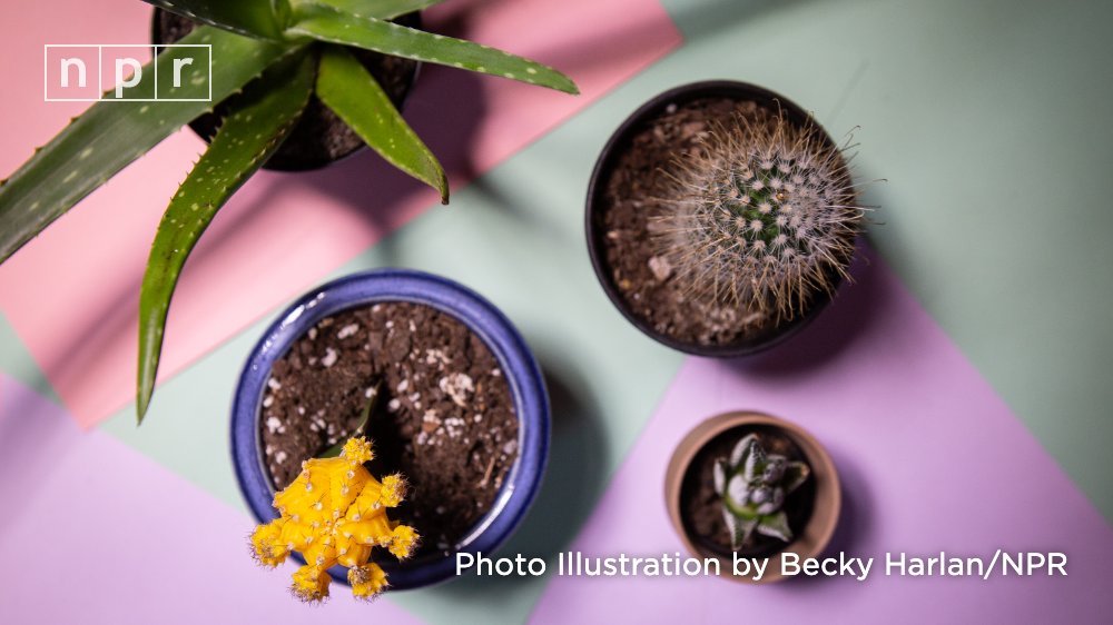 NPR's tweet photo. Do you want houseplants but worry about keeping them alive? Here's a quick @nprlifekit guide to making a plant happy, including:
 
🌵 Get a pot with a drainage hole
🌥 LOW light doesn’t mean NO light
💧 Water when the top ~2 inches of soil are dry
https://t.co/6lw7GfyWiw https://t.co/vLUC8ZH22q