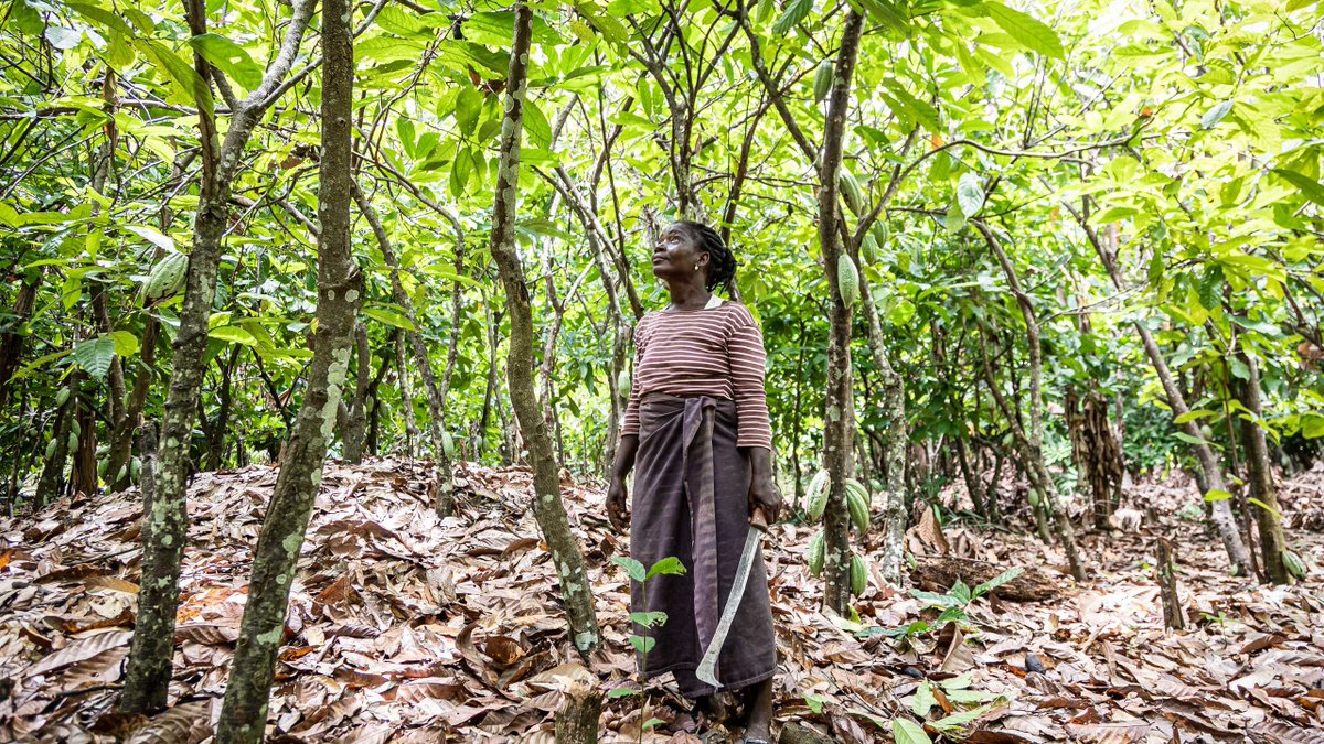FairtradeUK's tweet photo. Edith, Lucia and Therese are cocoa farmers from West Africa who are working with #Fairtrade to improve their livelihoods and to create a brighter future for their children: https://t.co/GKZn4Yra6i

You can support them by choosing Fairtrade chocolate. 🍫 #WorldChocolateDay https://t.co/r36M8fDc3E