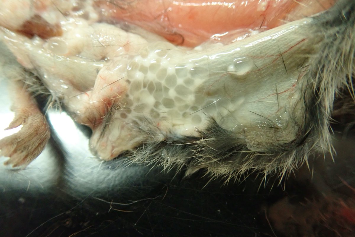 旭川医大寄生虫学講座 魅惑のtaenia Crassicepsの幼虫だよ これがどんな動物のどんな部分にどんなふうに寄生しているか知りたい方は リプ欄を見てね 旭川医大寄生虫学講座 魅惑のtaenia Crassicepsの幼虫だよ これがどんな動物のどんな部分にどんなふうに寄生しているか知りたい方は リプ欄を見てね