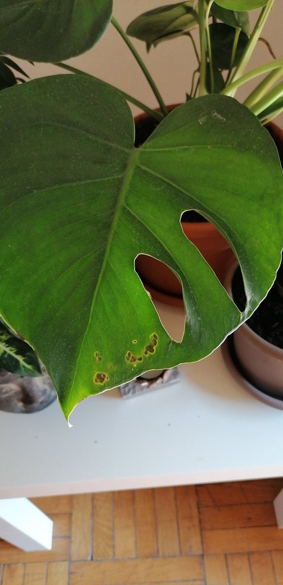 Olsensn's tweet photo. @wonder_m_r sabes qué tiene mi monstera? La compré hace un mes y le da sólo luz indirecta, ahora tiene algunas manchitas :'( https://t.co/xhGl4zdYB1