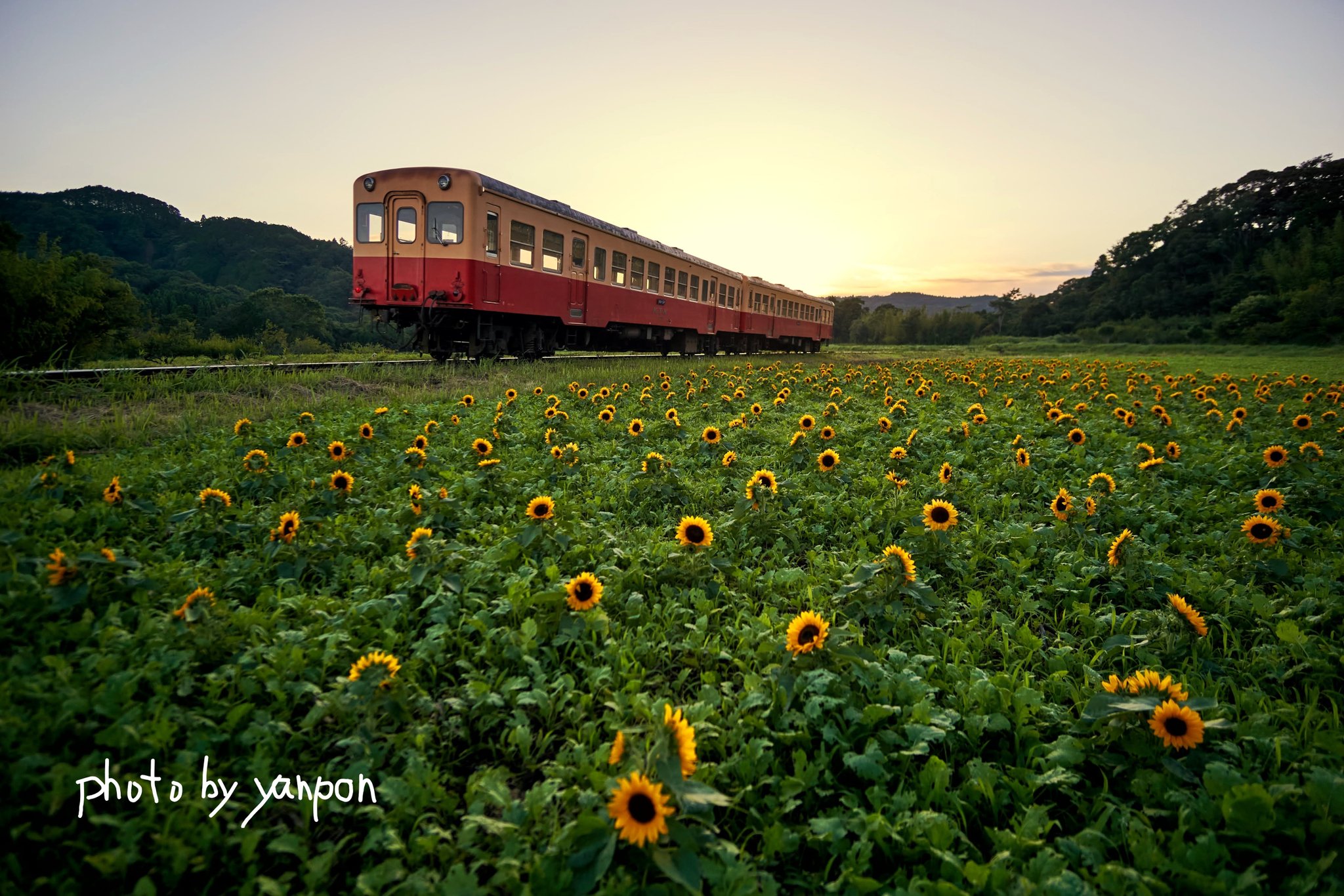 Twitter এ 房総でハワイ気分 小湊鉄道 石神の菜の花畑 夕方のひまわり畑とレトロ列車 夕焼け雲が無いのである 0702 撮影 房総の絶景 房総 千葉 絶景 小湊鉄道 石神の菜の花畑 夕方 ひまわり ひまわり畑 向日葵 T Co Zelmbez0yp T