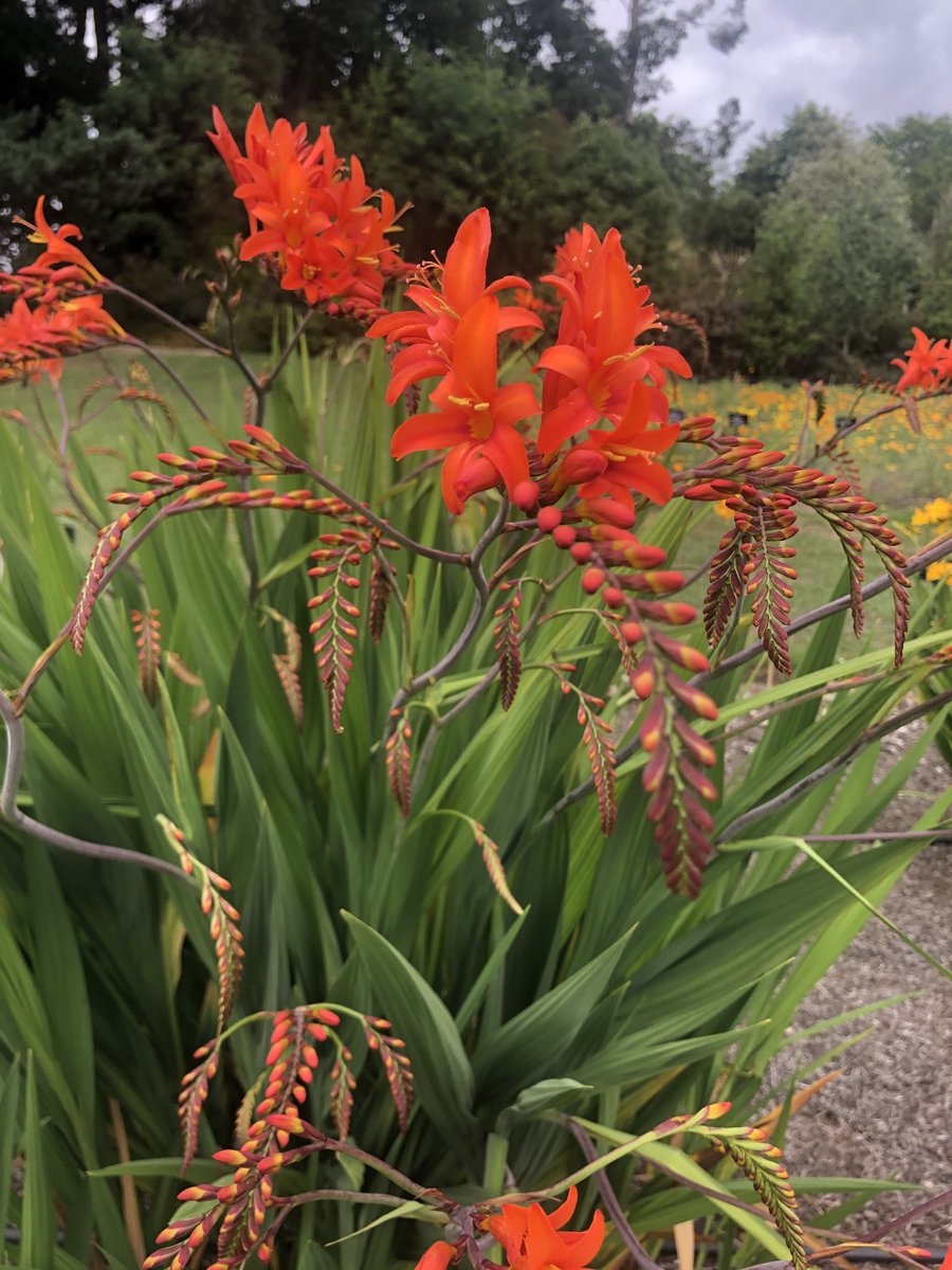 richardeborn's tweet photo. The Crocosmia trial on the Trials Field at Wisley is beginning to flower now ⁦@The_RHS⁩ ⁦@RHSWisley⁩ #gardens #gardening #horticulture #flowers #plants https://t.co/s5hxdy55jB