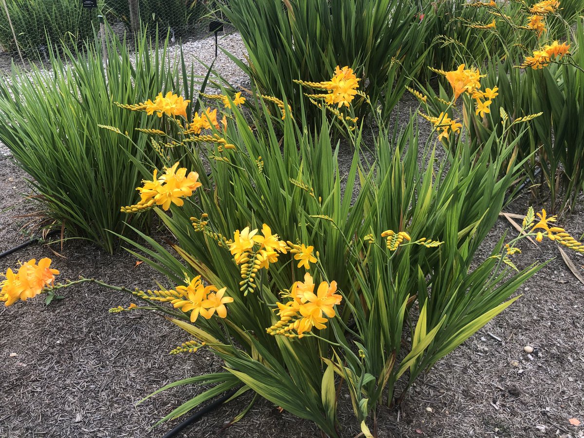 richardeborn's tweet photo. The Crocosmia trial on the Trials Field at Wisley is beginning to flower now ⁦@The_RHS⁩ ⁦@RHSWisley⁩ #gardens #gardening #horticulture #flowers #plants https://t.co/s5hxdy55jB