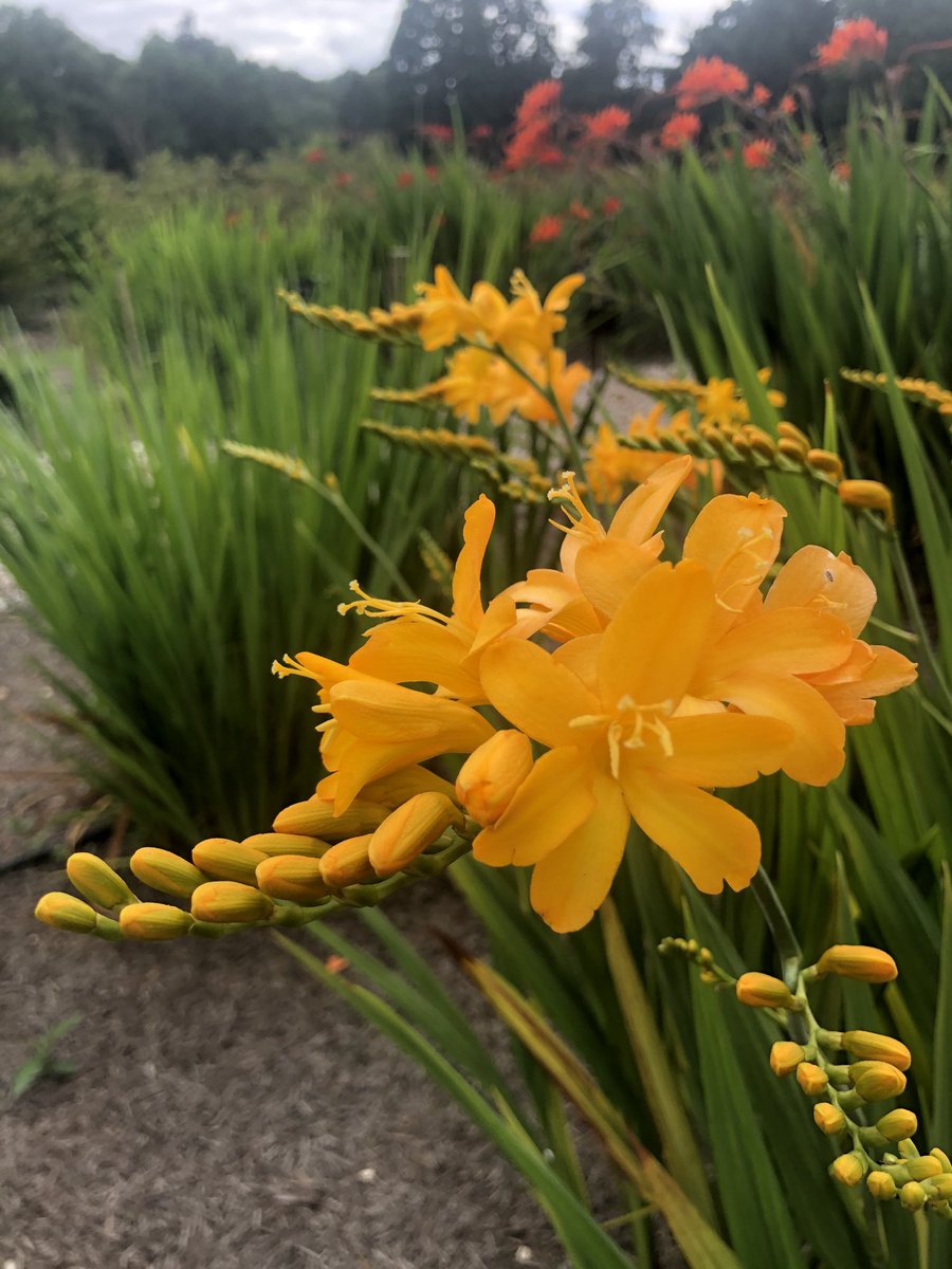 richardeborn's tweet photo. The Crocosmia trial on the Trials Field at Wisley is beginning to flower now ⁦@The_RHS⁩ ⁦@RHSWisley⁩ #gardens #gardening #horticulture #flowers #plants https://t.co/s5hxdy55jB