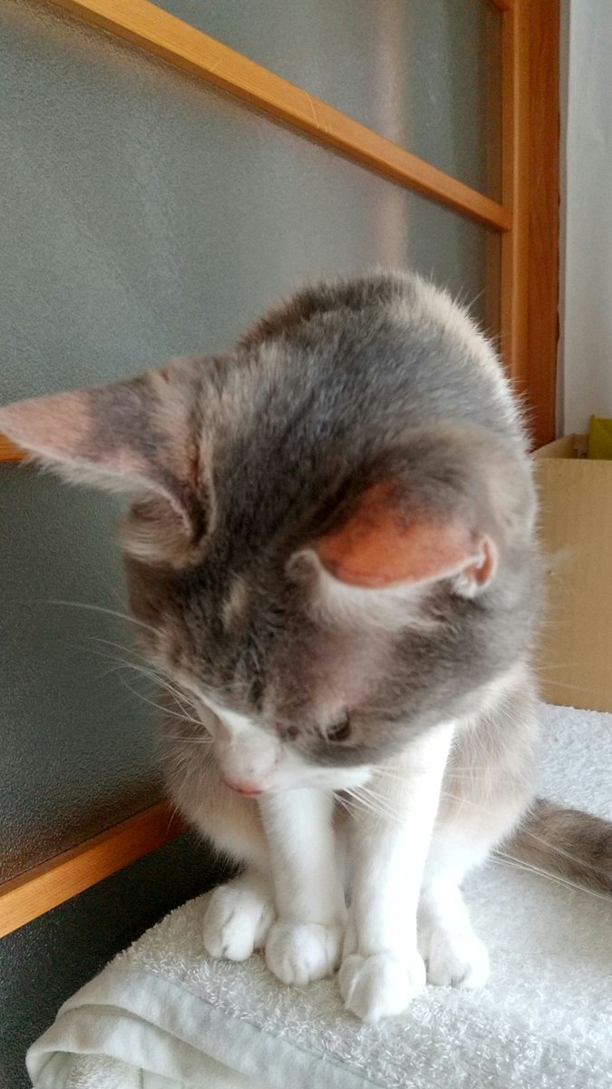 猫後頭部倶楽部