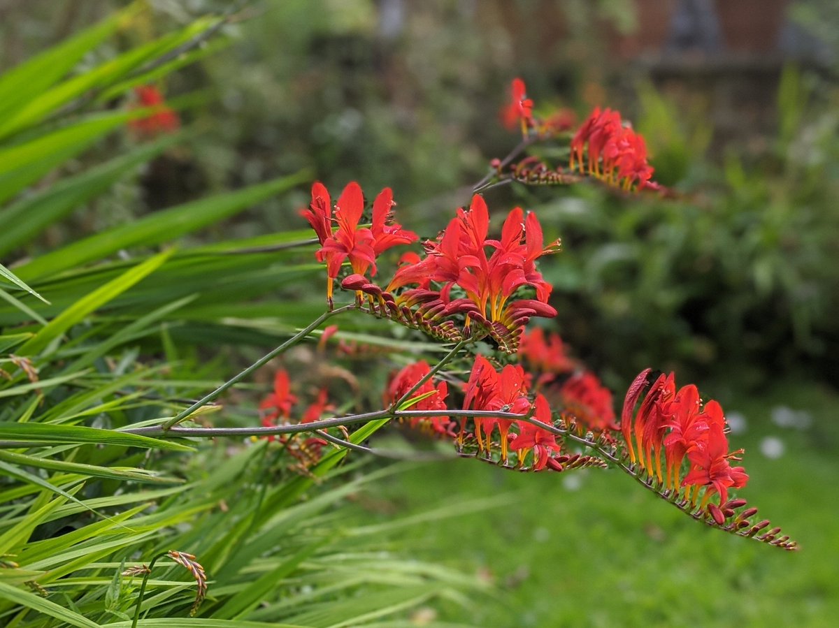 ruttel's tweet photo. @themarshtit The floppiest of the crocosmias... https://t.co/fwLcYHsjRa