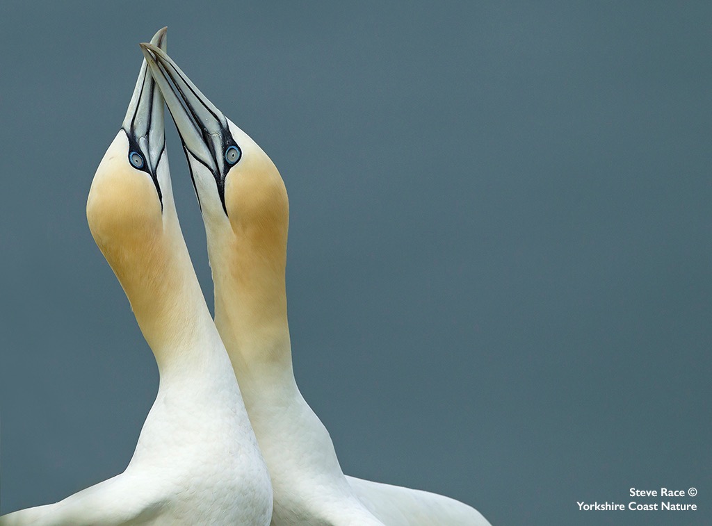 wildlifeimages's tweet photo. Gannet Month - Image 7
Here is a classic shot of a pair of Northern Gannets “billing or fencing’ in which they tap their beaks together to strengthen their ‘pair bonding’.  @YCNature @Bempton_Cliffs @VisitYNT @DiscoverCoast @Natures_Voice @WildlifeMag @BBCSpringwatch #gannets https://t.co/ZVUHgV2Fay