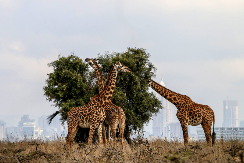 KiboSlopes's tweet photo. #Tupumue, Are you tired of staying at home? Book a half day Nairobi National Park Tour at Ksh 2500/- with us for mind refreshing moments. #Tembea254, #Magicalkenya, #Timetotravel, #Wildlife, #DiscoverKWSParks, #photography, #greencityinthesun https://t.co/l5mMDEbQ9Y