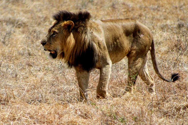 KiboSlopes's tweet photo. #Tupumue, Are you tired of staying at home? Book a half day Nairobi National Park Tour at Ksh 2500/- with us for mind refreshing moments. #Tembea254, #Magicalkenya, #Timetotravel, #Wildlife, #DiscoverKWSParks, #photography, #greencityinthesun https://t.co/l5mMDEbQ9Y