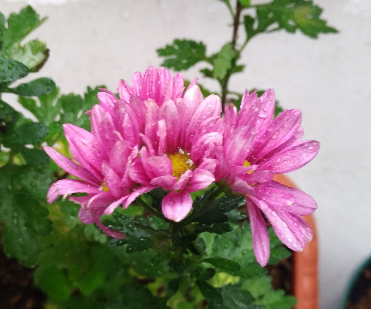 こころんグリーン على تويتر キクの花がなんとか 半開きになっています 濃いピンクの花が ようやく咲き続けています この時期に よく開いてくれました キク 濃いピンク 挿し芽 初夏の花 初夏 園芸品種 園芸 ガーデニング 熊本市南区 熊本 T