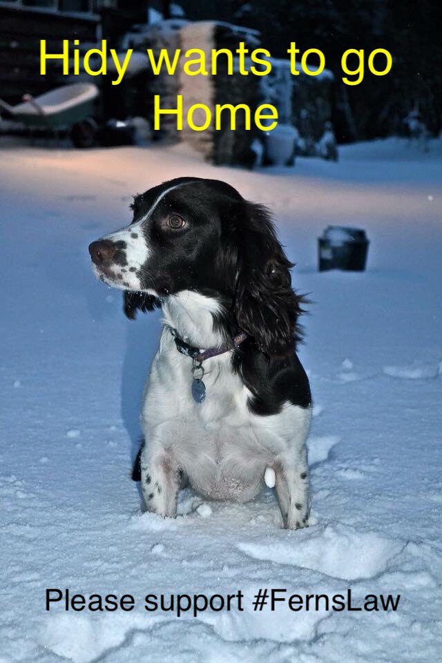 bectaggreen's tweet photo. We are so close to that elusive 100,000 petition signatures figure and getting a debate in Parliament about our pets microchip system, something we all rely on. Thank you. 78,673 signatures so far.https://t.co/uz2CFM9O8T https://t.co/ODTIz4ziPh