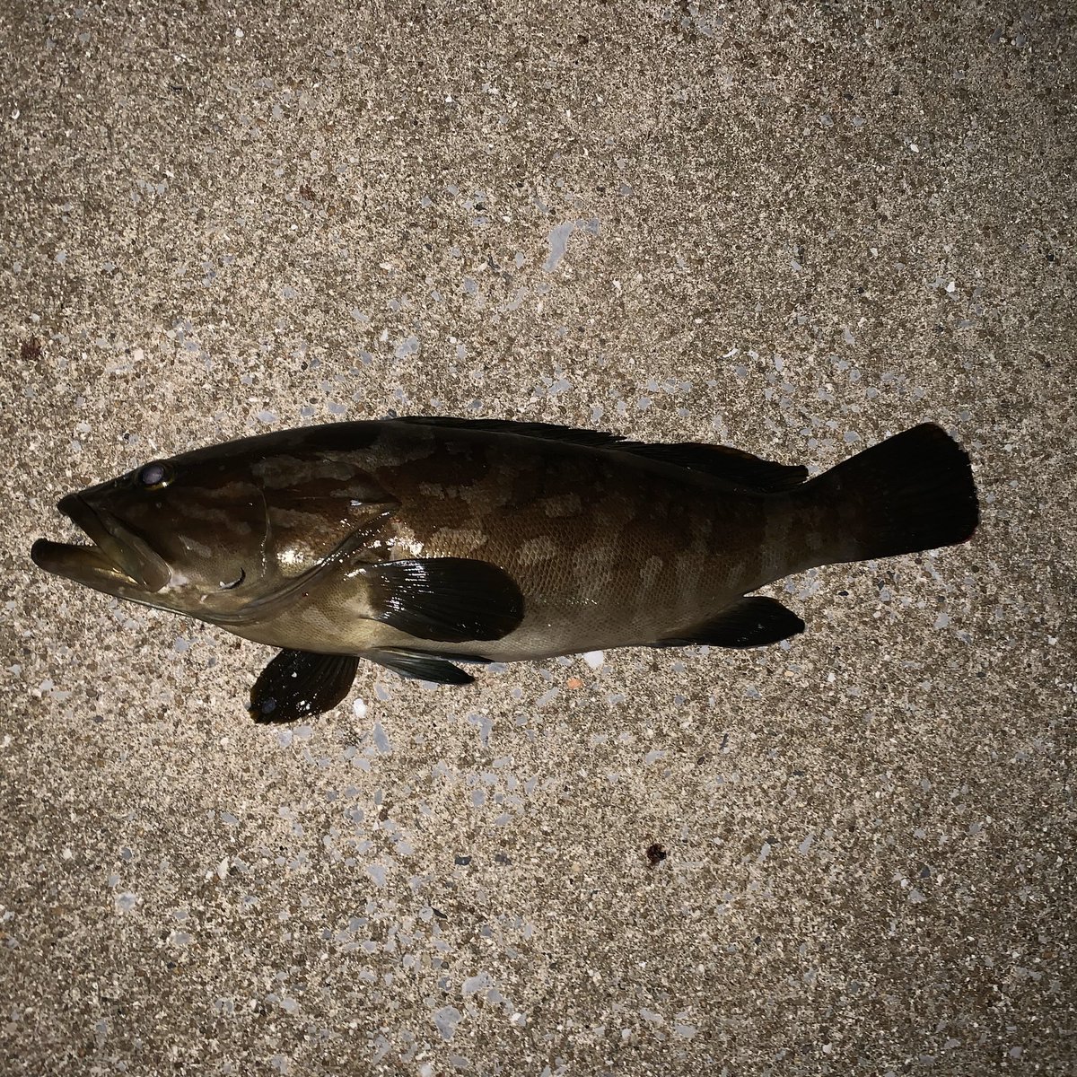 ipponzuri_10's tweet photo. クエがだんだーんとあがり始めてきましたよ🐟
脂乗りまくりです✨✨
ご興味ある方はぜひお声かけくださいね👍🏻
店舗様も個人様も販売しております🎣
https://t.co/LJU7dPOOjw https://t.co/bgshmo4y5v