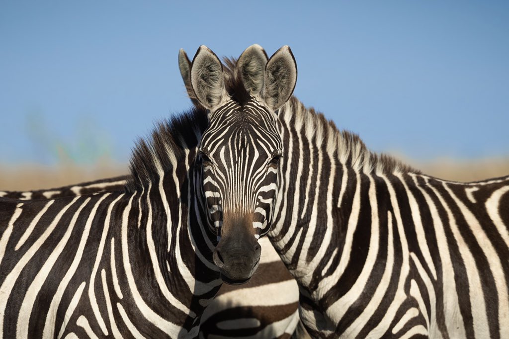 saroshlodhi's tweet photo. Which zebra is in front? 

Left one or the right one? 

#wildlife #naturephotography #zebra #africa #masaimara #wildlifephotography https://t.co/GVRErQMS1j