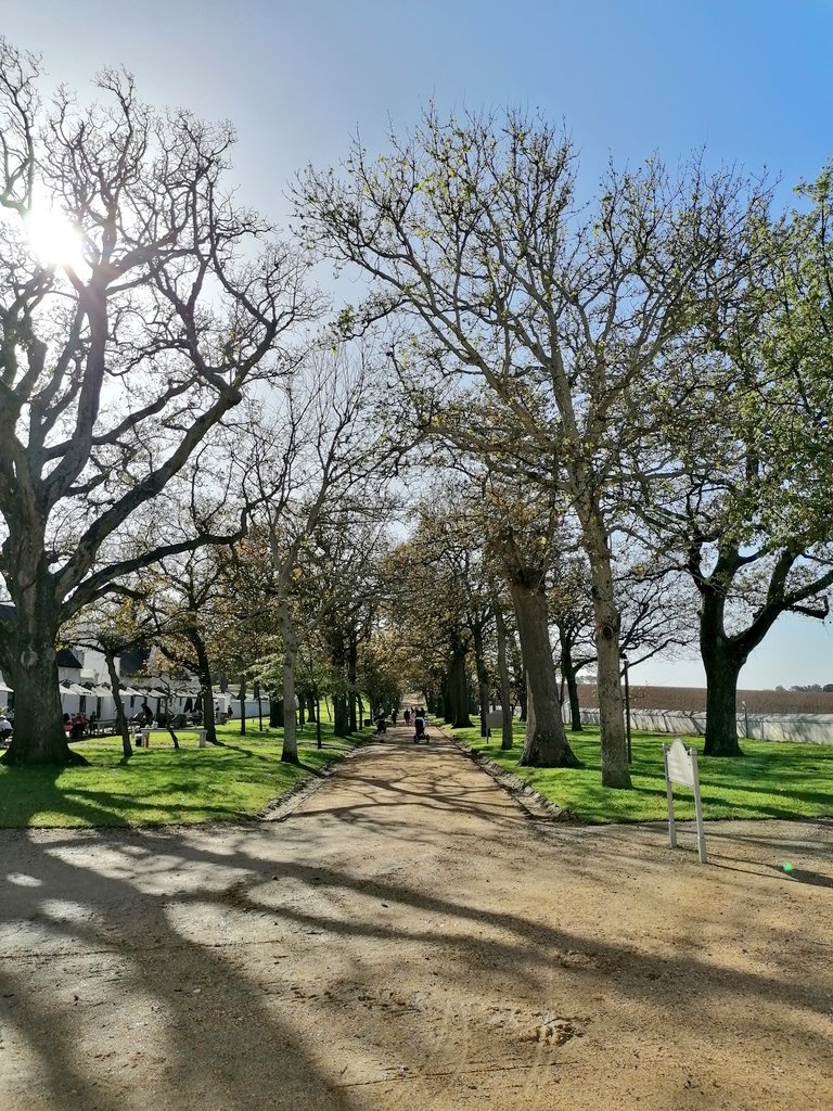 CTBig6's tweet image. During Level 3 lockdown @GrootConstantia's pre-packed mixed cases of award winning wines are available for purchase from Monday to Thursday at the estate. Make your selections to savour here grootconstantia.co.za/mixed-selectio…
#drinkresponsibly #alertlevel3 #staysafe