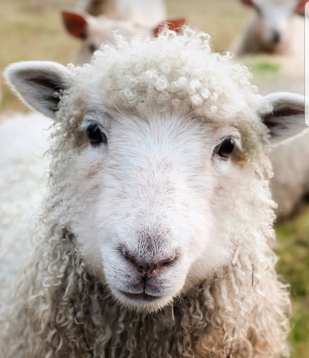 ASPRuralCrime's tweet photo. Sheep hurdles, guillotine gate, sorting gates stolen from Glastonbury on 4th overnight. Large amount stolen. Information needed.
#RuralCrimeMatter
@NFUsouthwest 
@CornishMutual https://t.co/71x42GQiXU