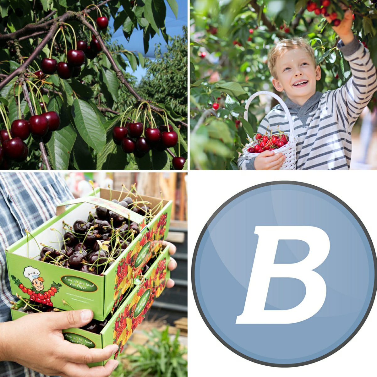 Wie gaat er mee?
Donderdag 16 juli - Dagtocht naar de Betuwe: Kersenplukken bij Flipje.
Ook leuk voor kinderen!
Inclusief de busreis, koffie of limonade met kersenflap, rondleiding, zelf kersenplukken en diner. brouwertravel.nl of
bel: 071 - 36 50094
#toeristineigenland