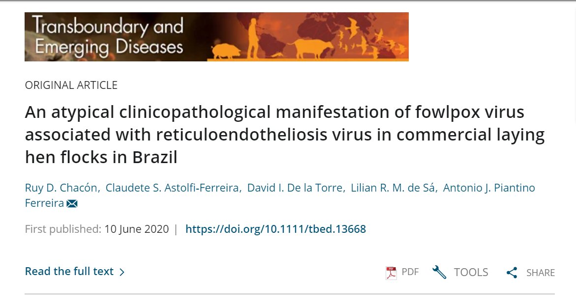 Did you know that there are viruses capable of integrating your genome into the genome of other viruses? What clinical effects can these chimeric viruses bring to the infected host? A new paper of my colleague Ruy D. Chacon.
#Virus #Brazil #CienciaPeru
doi.org/10.1111/tbed.1…