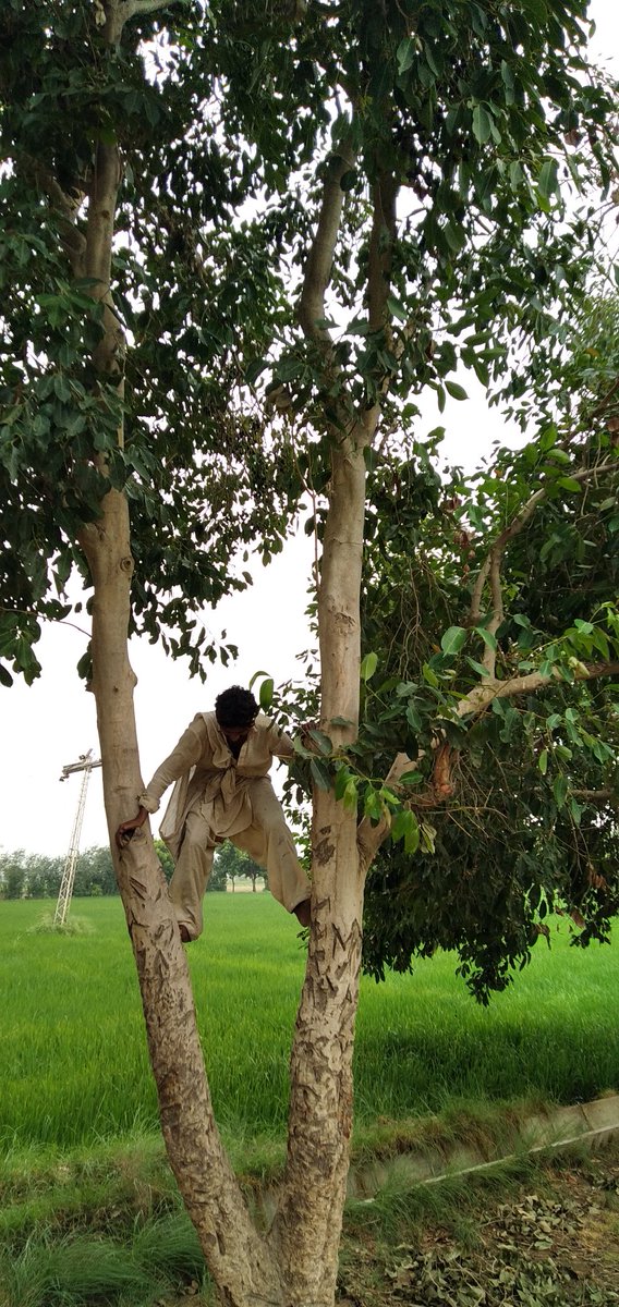 PerveizAhmed's tweet photo. During Field visit
Nice cloudy weather
Enjoying Jamu Fruit Fresh
Besdie Tando Mohammad Khan
#ItsRain https://t.co/8Tb2SWP16a