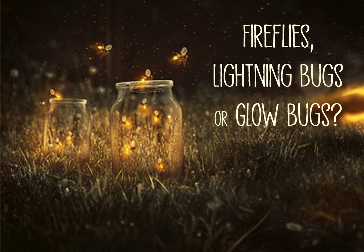 barefootauthor's tweet photo. And where are you from?
#Fireflies
#LightningBugs
#GlowBugs https://t.co/DjrjL2YJ65