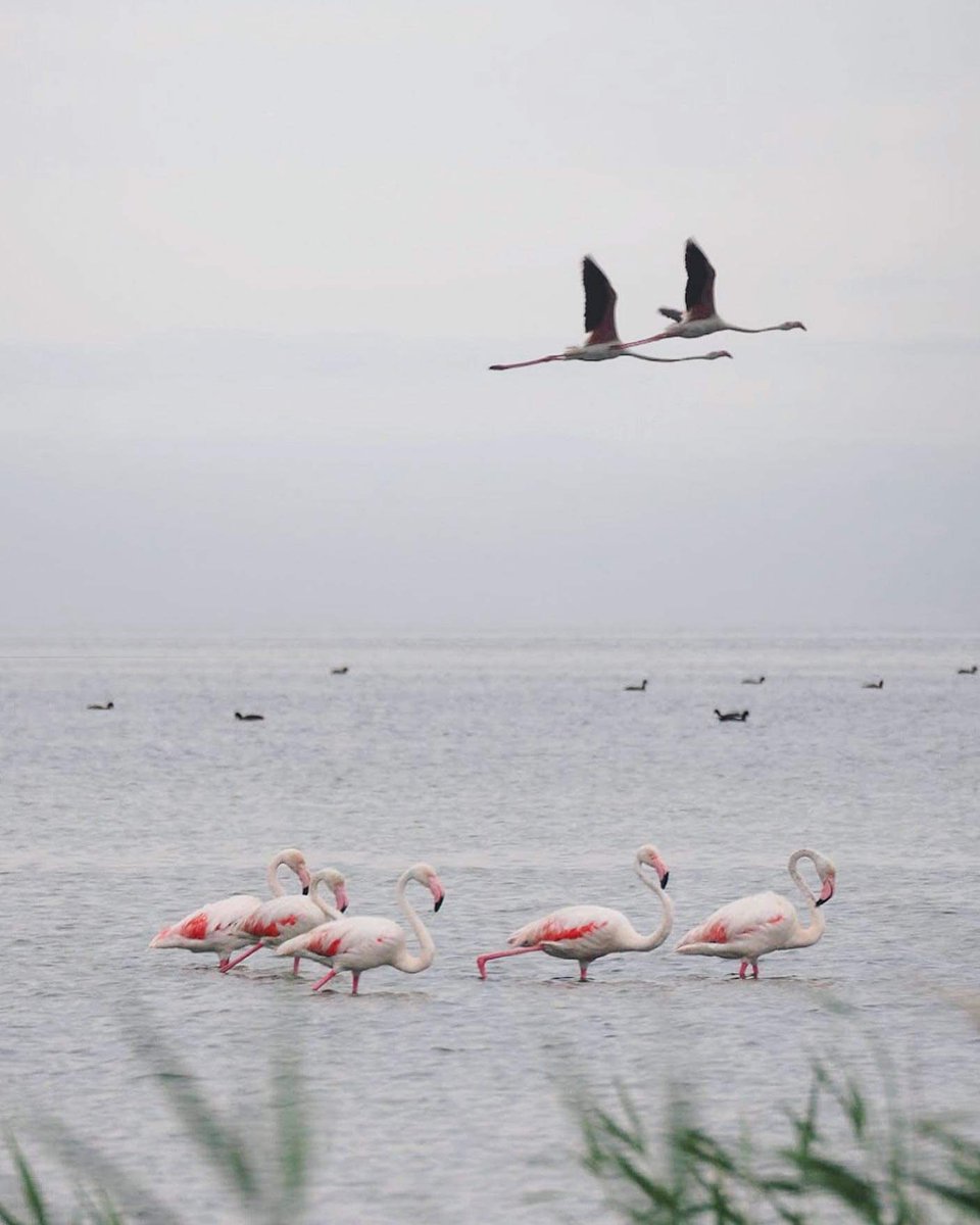 Juanjo Fuster tweet media