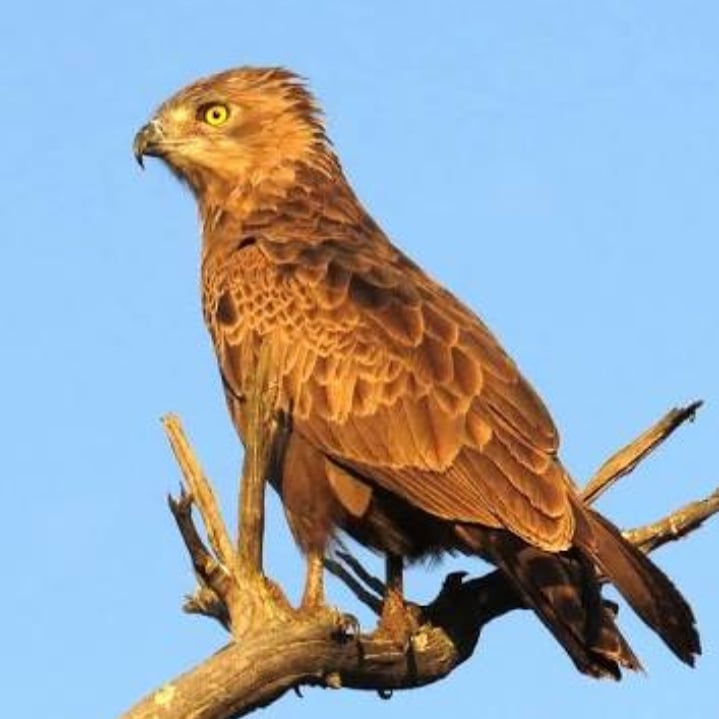 Brown snake eagle feeds mainly on snakes but can supplement with lizards and small mammals. Lays only one egg per year. #knowyourbirds