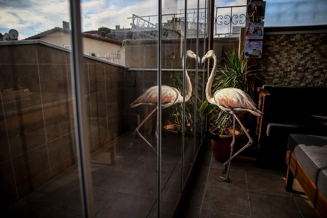 Bu fotoğrafı hatırlıyor musunuz? 2 yıl önce deltada avcılar tarafından vurulmuş, kanlar içindeyken bulup eve aldığım flamingo. Öyküsü The Guardian'da 2 sayfa olarak basılmıştı. Bu kuşun bundan sonra uçamayacak olmasının sebebi ise bir avcı. 
#amanavcıvurmabeni