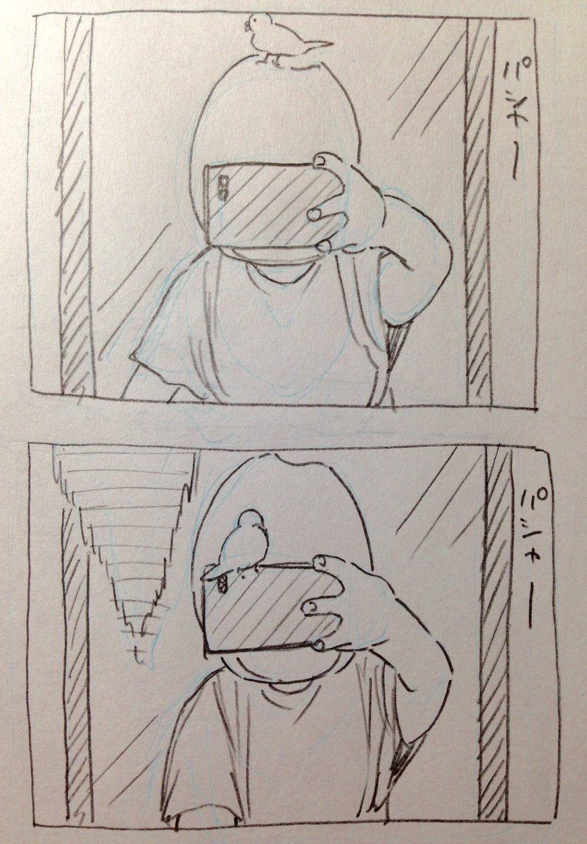 鏡でポーズの確認をしてると飛んでくるB🐣 
