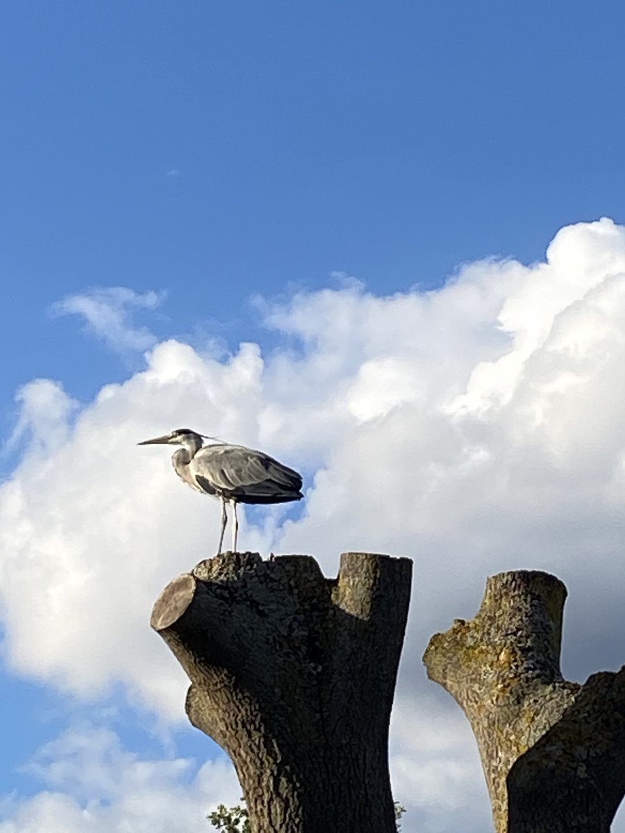 SueGPope's tweet photo. Lovely to spot this chap on Clapham Common yesterday evening ⁦@LoveBattersea1⁩ ⁦@claphammums⁩ ⁦@loveclapham⁩ ⁦⁦@SWmagazine⁩ ⁦@NappyValleyNet⁩ ⁦@wandsworthsw18⁩ https://t.co/EtvaF7FyxH