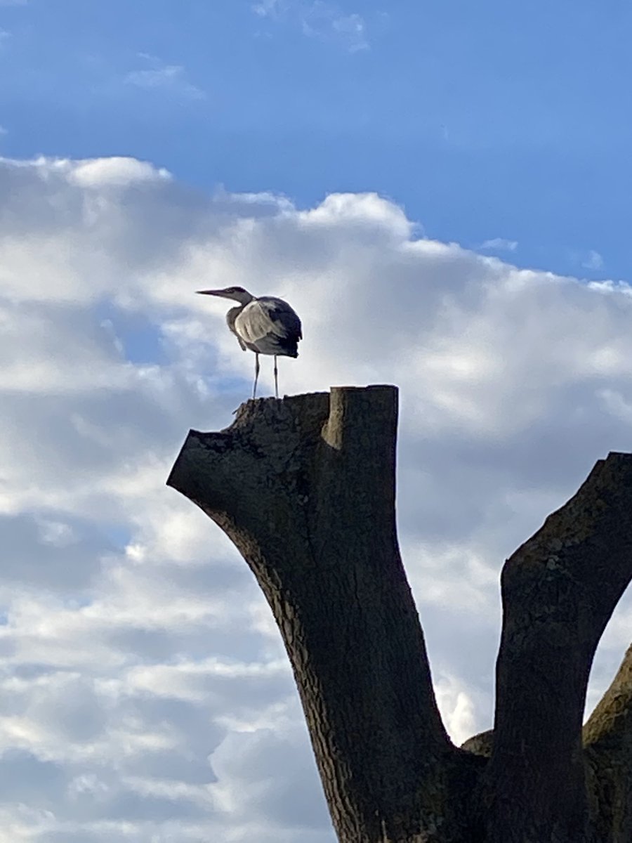 SueGPope's tweet photo. Lovely to spot this chap on Clapham Common yesterday evening ⁦@LoveBattersea1⁩ ⁦@claphammums⁩ ⁦@loveclapham⁩ ⁦⁦@SWmagazine⁩ ⁦@NappyValleyNet⁩ ⁦@wandsworthsw18⁩ https://t.co/EtvaF7FyxH