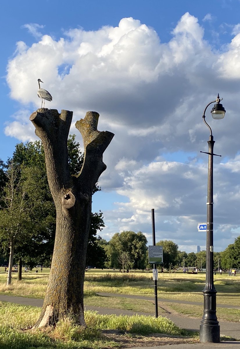 SueGPope's tweet photo. Lovely to spot this chap on Clapham Common yesterday evening ⁦@LoveBattersea1⁩ ⁦@claphammums⁩ ⁦@loveclapham⁩ ⁦⁦@SWmagazine⁩ ⁦@NappyValleyNet⁩ ⁦@wandsworthsw18⁩ https://t.co/EtvaF7FyxH