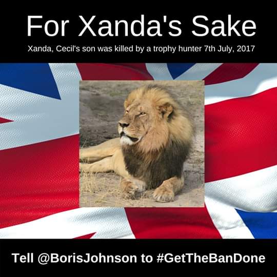 SueSpurgin's tweet photo. @BorisJohnson Xanda, like his father #Cecil, was radio collared, he was killed by a #trophyhunter on 7 July 2017. He was just 6 years old. #GetTheBanDone
#RememberXanda #BanTrophyHunting https://t.co/1UKePg5267