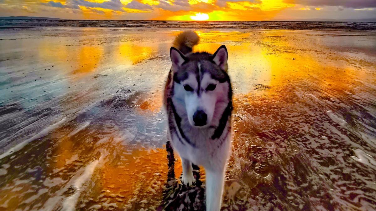 The Gailes Hotel & Spa tweet media