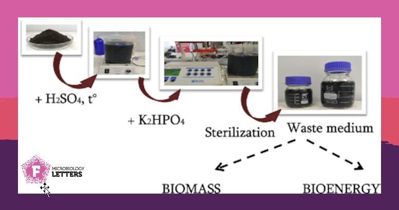 FEMSmicro's tweet photo. Roasted coffee wastes can be applied for biomass and biohydrogen production by #Escherichia coli and in this study Petrosyan et al. detected responsible hydrogenase enzymes and enhanced hydrogen production.
#FEMSJournals @trchounian
https://t.co/ZoiNXzw33X https://t.co/eY24KwsIG9